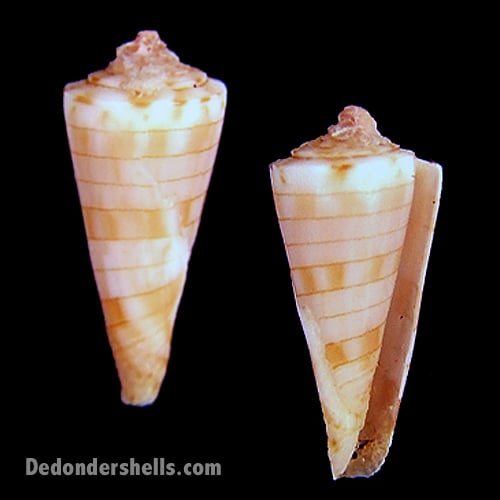 Conus Kimioi 2 De Donder Shells