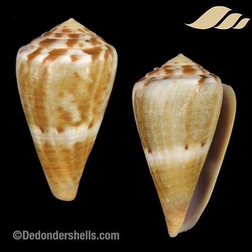 Conus Namocanus 2 De Donder Shells