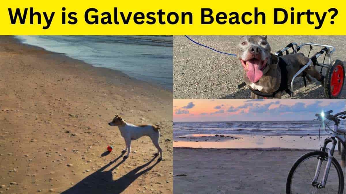 Why is Galveston Beach Dirty? (Know 5 Best Reasons) Nomad Lawyer