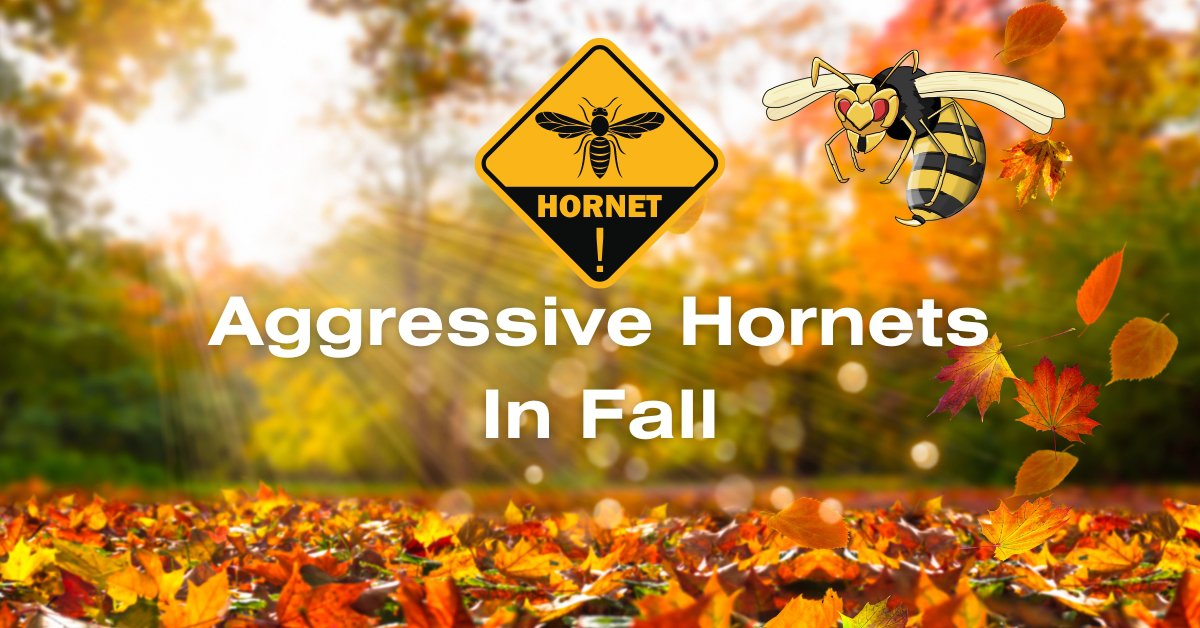 Understanding Aggressive In The Fall Why They Turn Aggressive