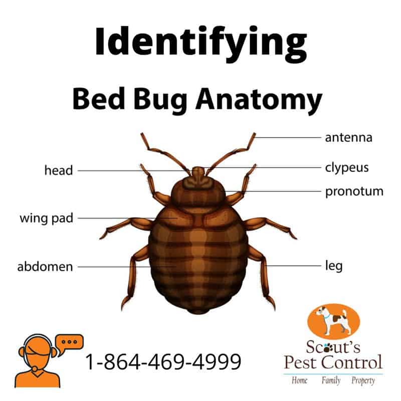Bed Bug Removal Seattle topbedbugkillersofseattle.com