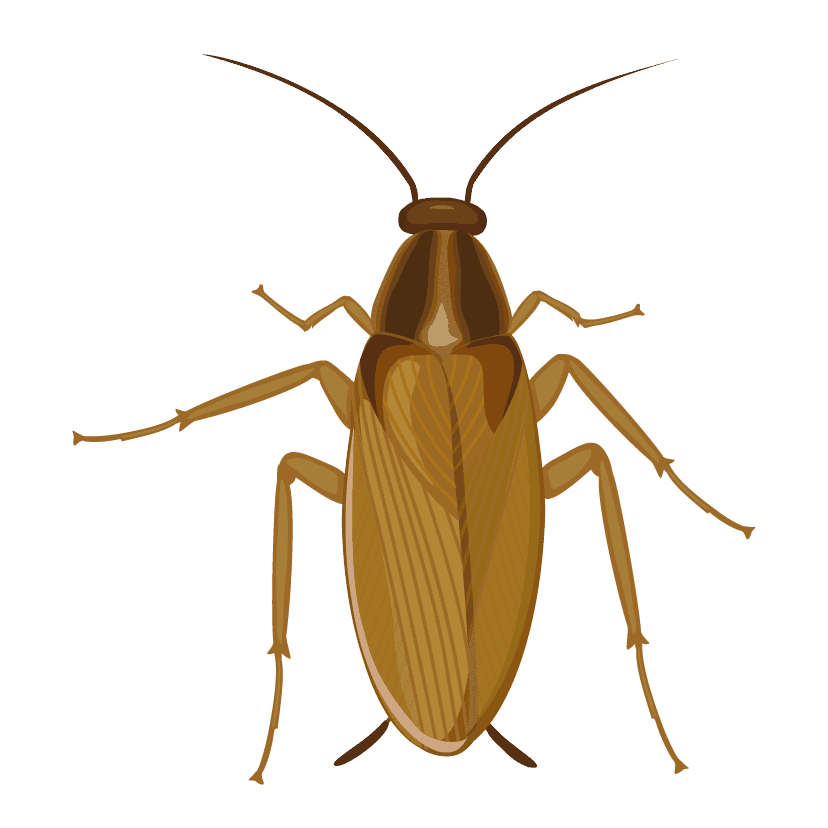 Scouts Pest Control Greenville SC