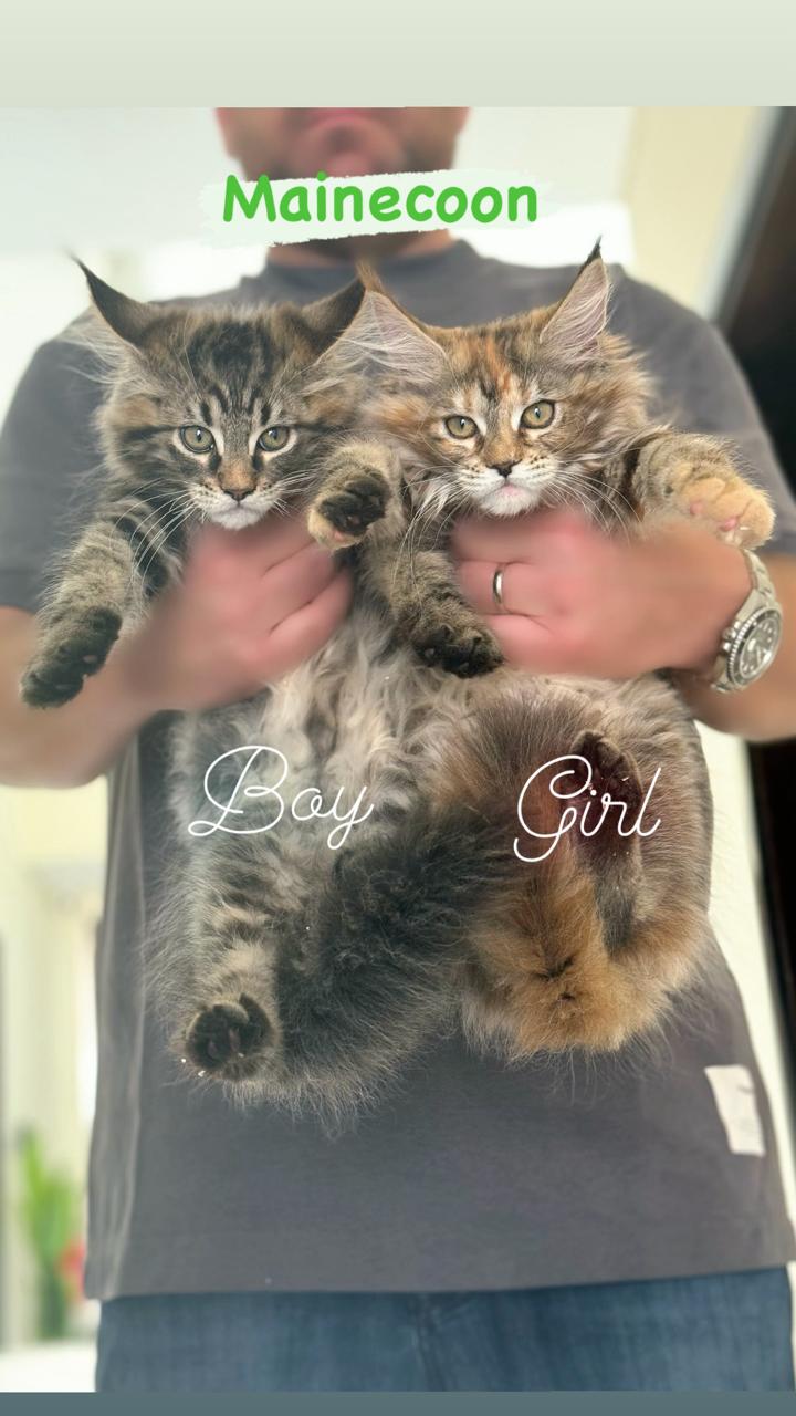 Mainecoon boy and girl