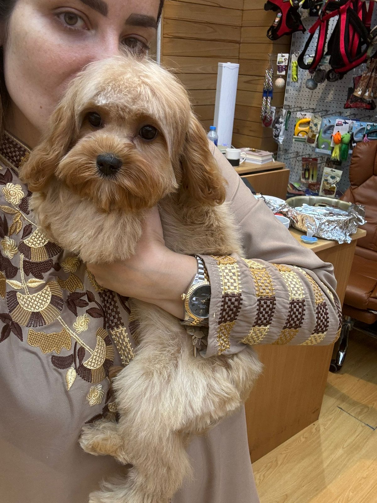 Cavapoo girl from Russia