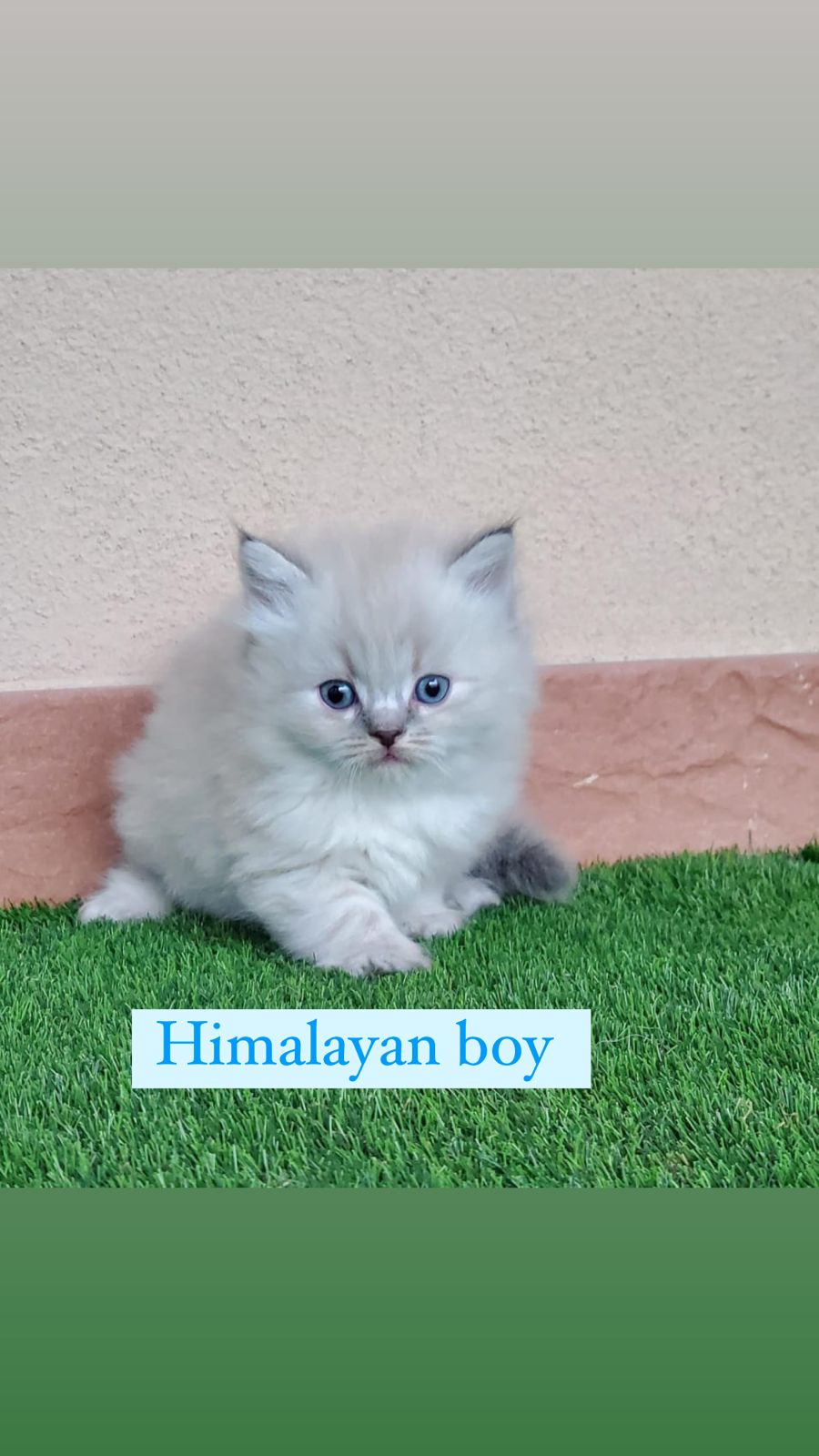 himalayan boy 2