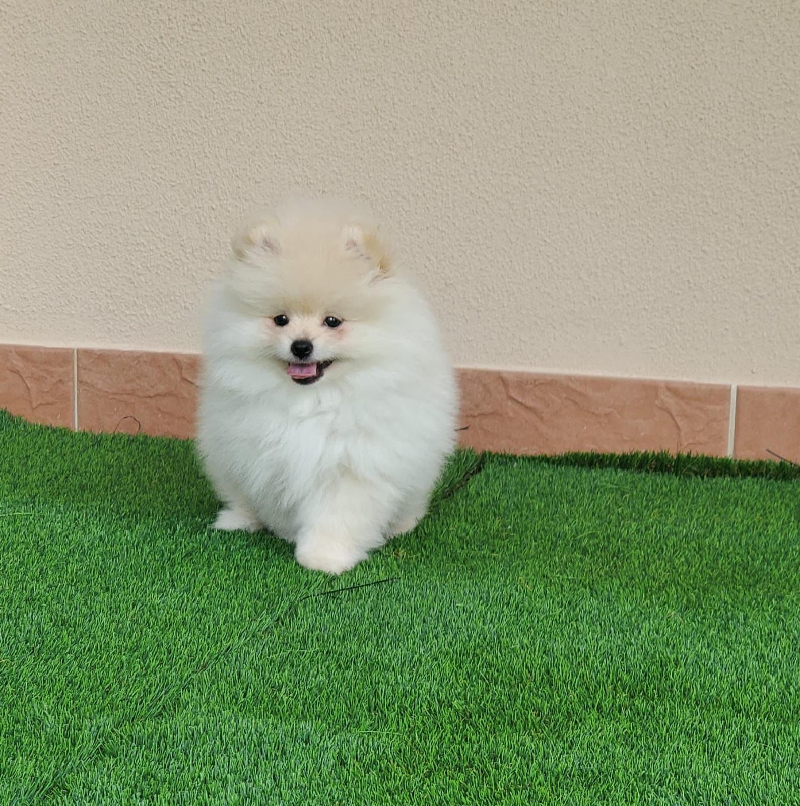 Mini Pomeranian boy(girl available)