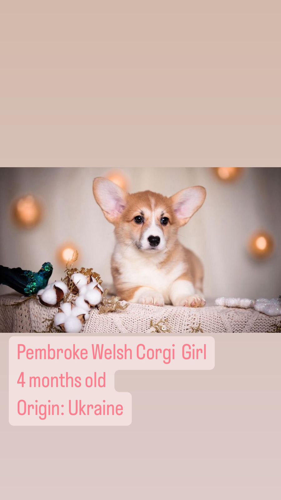 Pembroke Welsh Corgi Girl 4 months old Origin: Ukraine