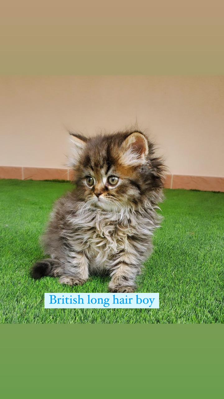 british long hair boy