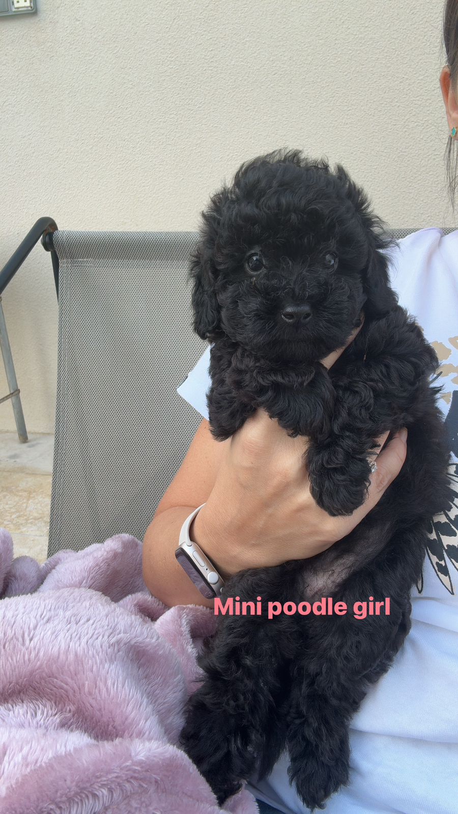 Mini poodle girl