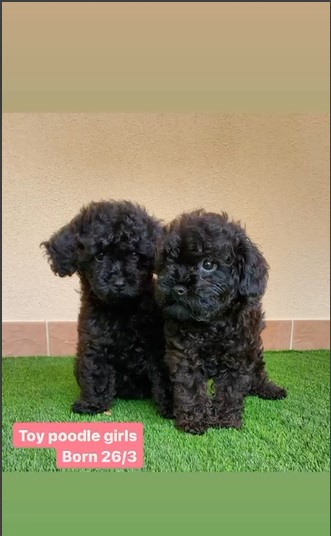 Toy Poodle Girls 1