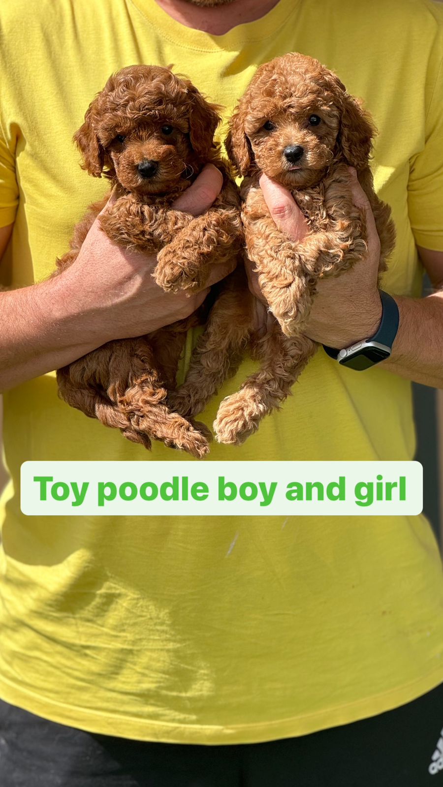Toy Poodle boy and girl