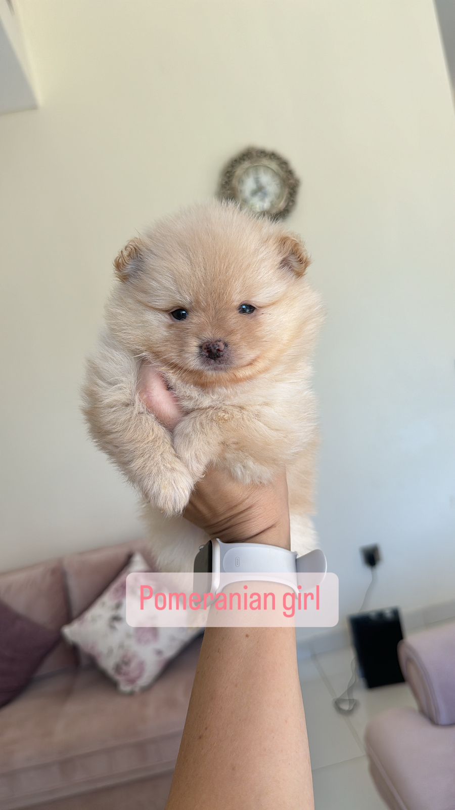 Pomeranian girl