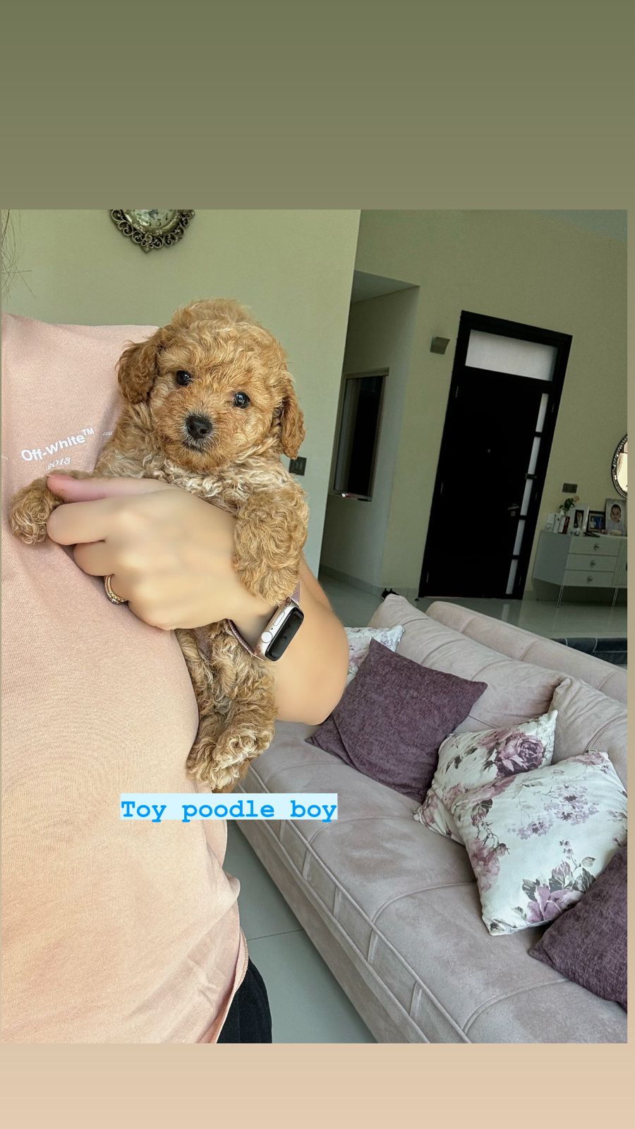 toy poodle boy
