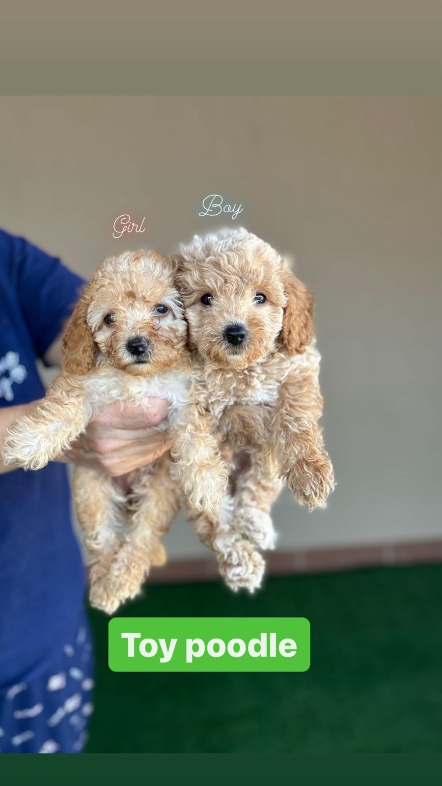 Toy poodle boy and girl
