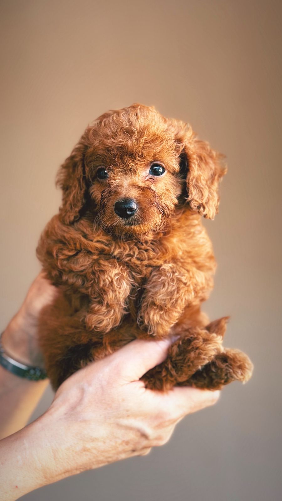 toy poodle gir new