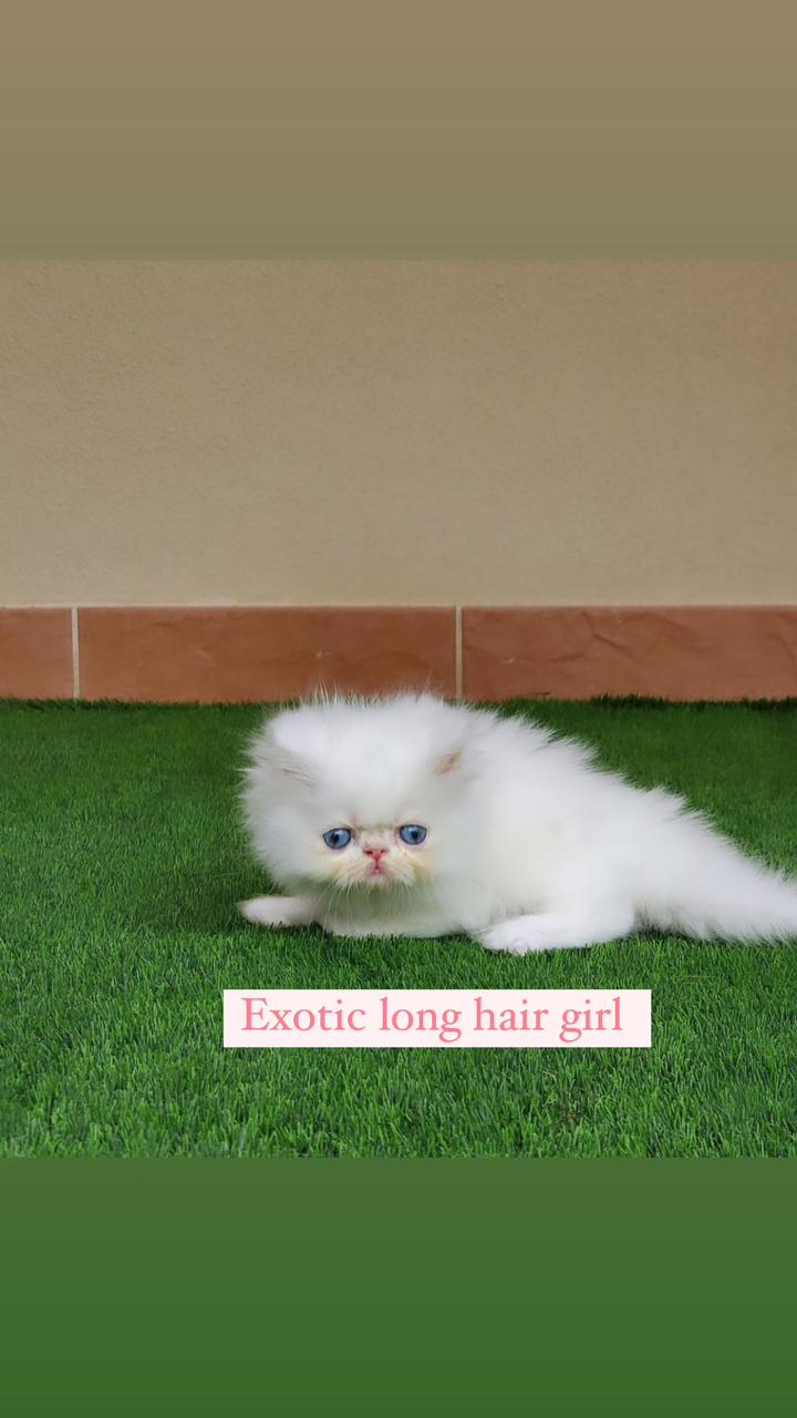 exotic long hair girl 2