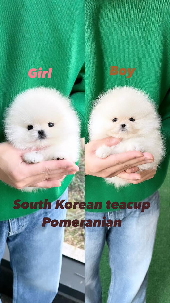 South Korean teacup boy and girl