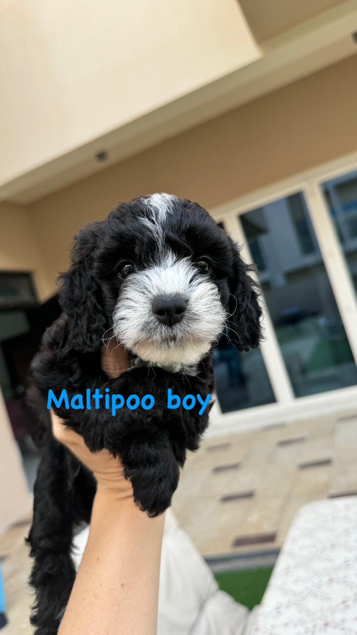 Maltipoo boy