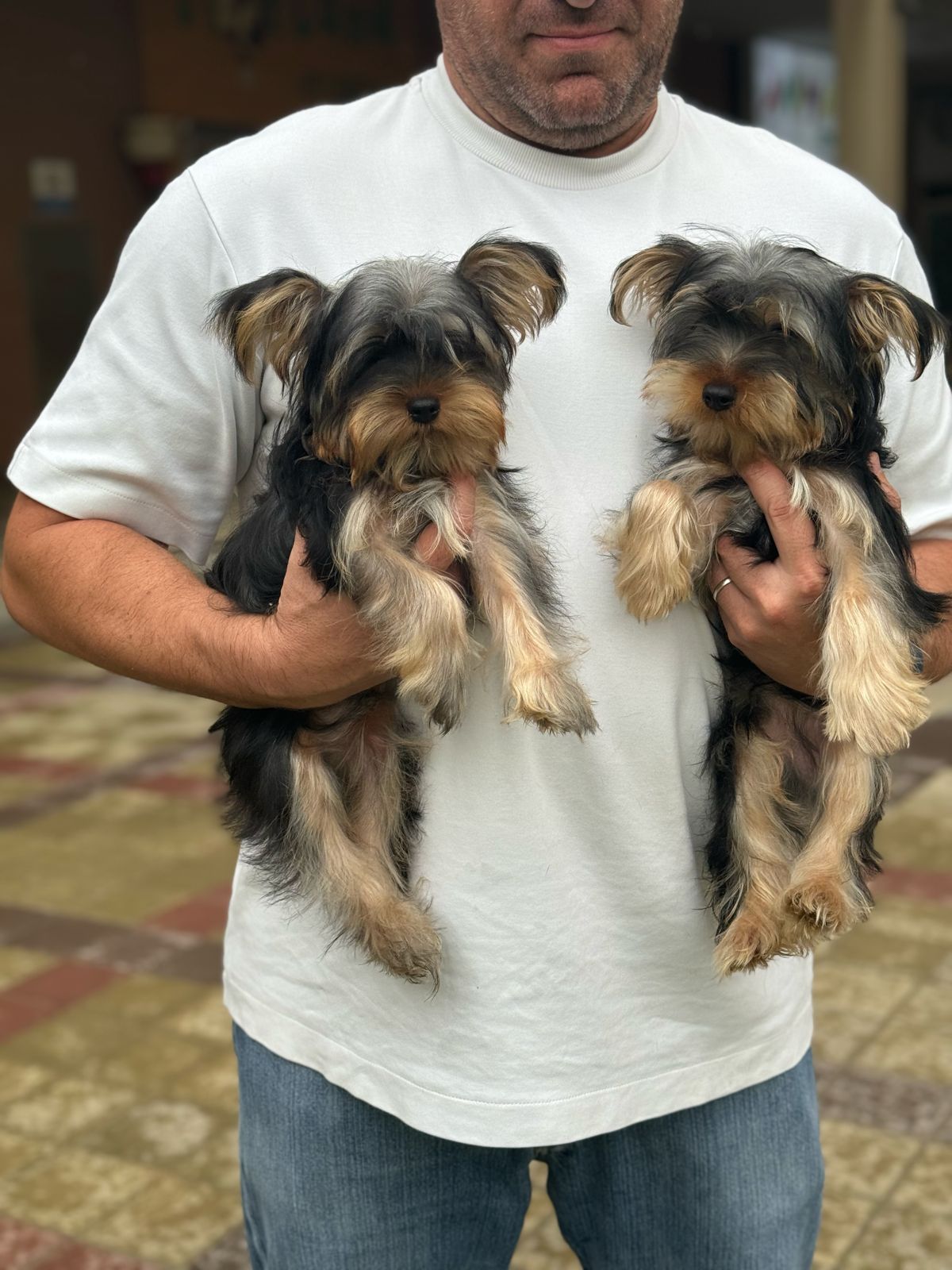 Yorkshire terrier boys mini size