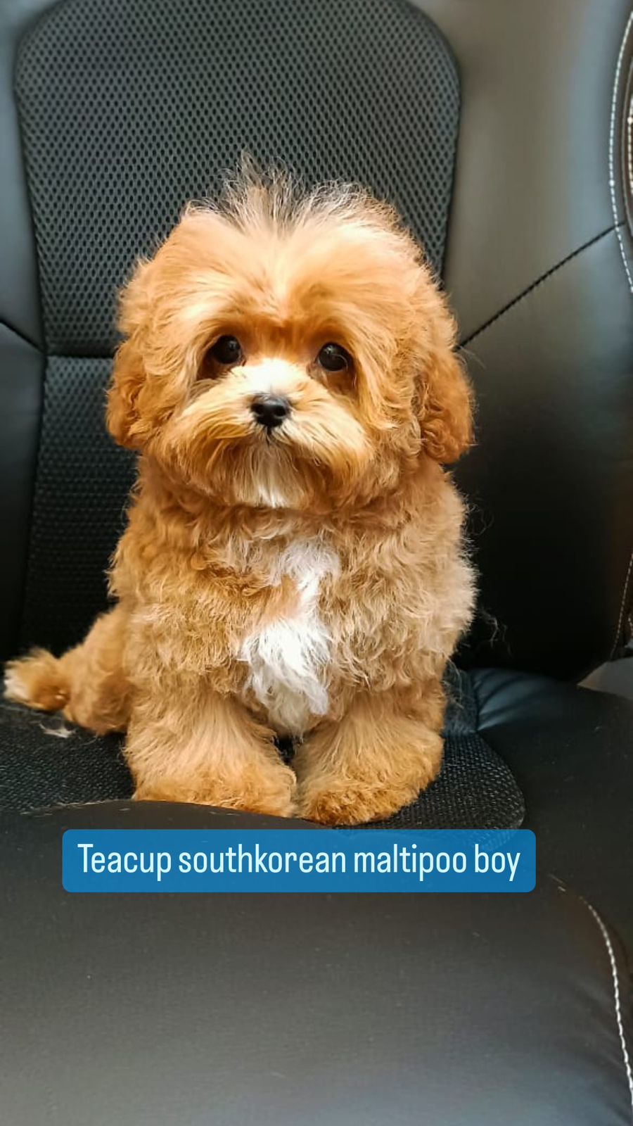teacup southkorean multipoo boy