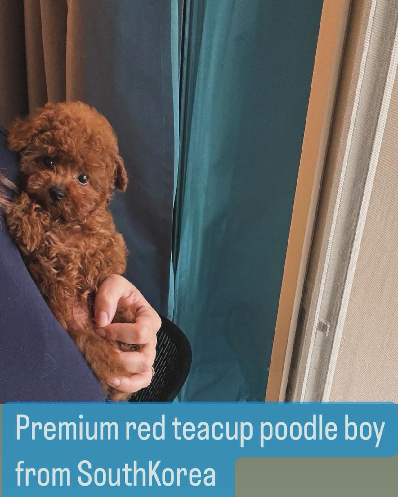 premium red teacup poodle boy