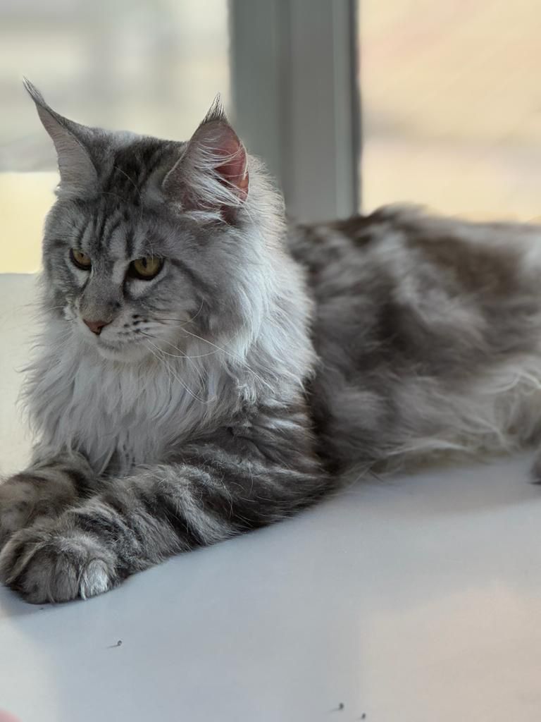 Mainecoon boy polydactyl with WCF PEDIGREE