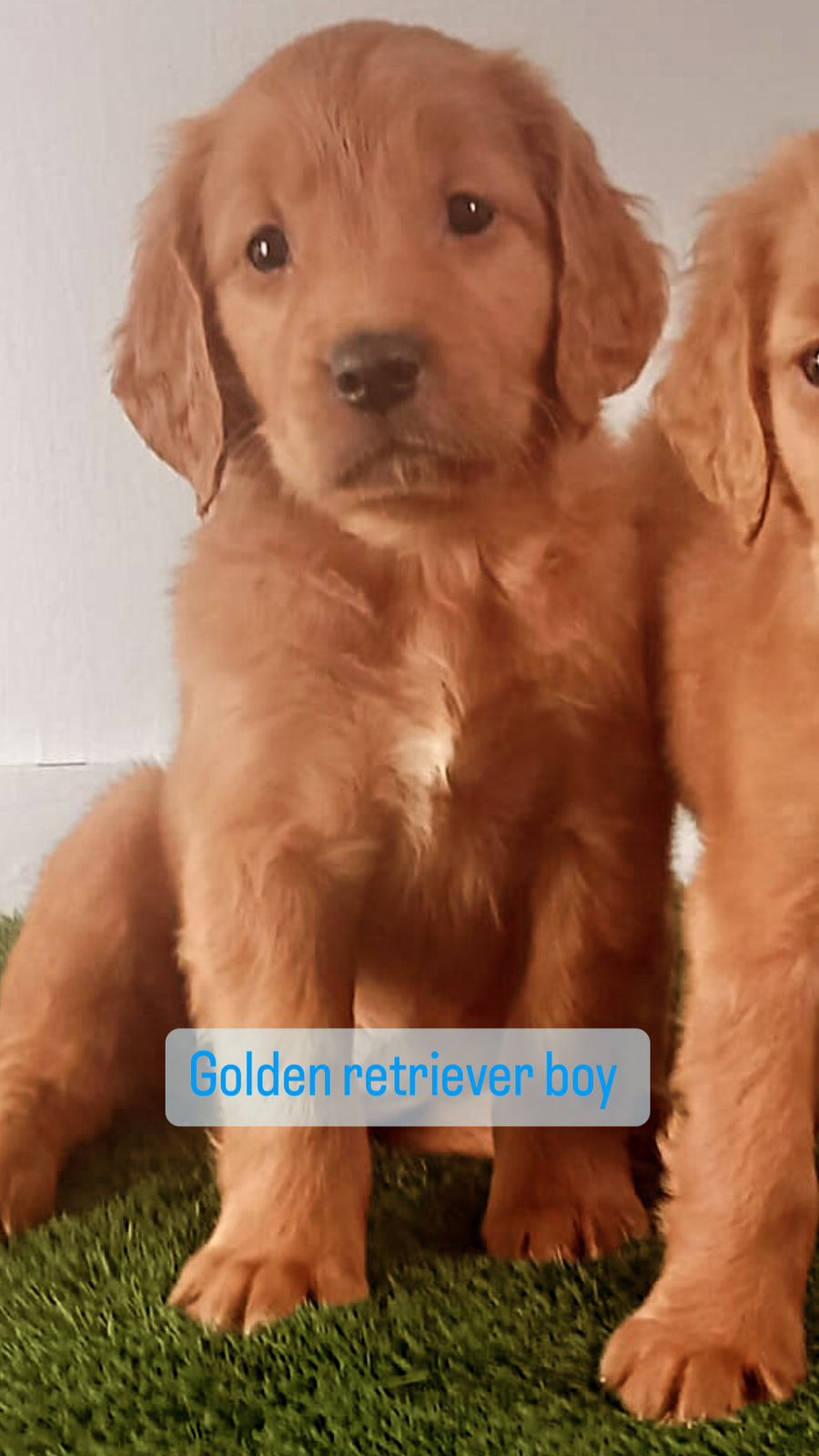 Golden retriever boy