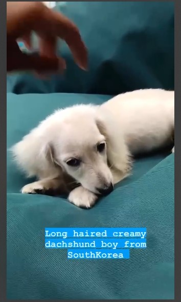long haired creamy duchshund boy