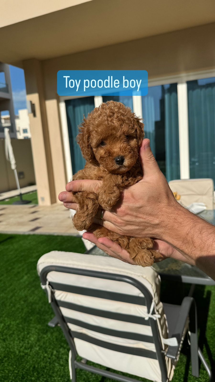 Toy Poodle Boy