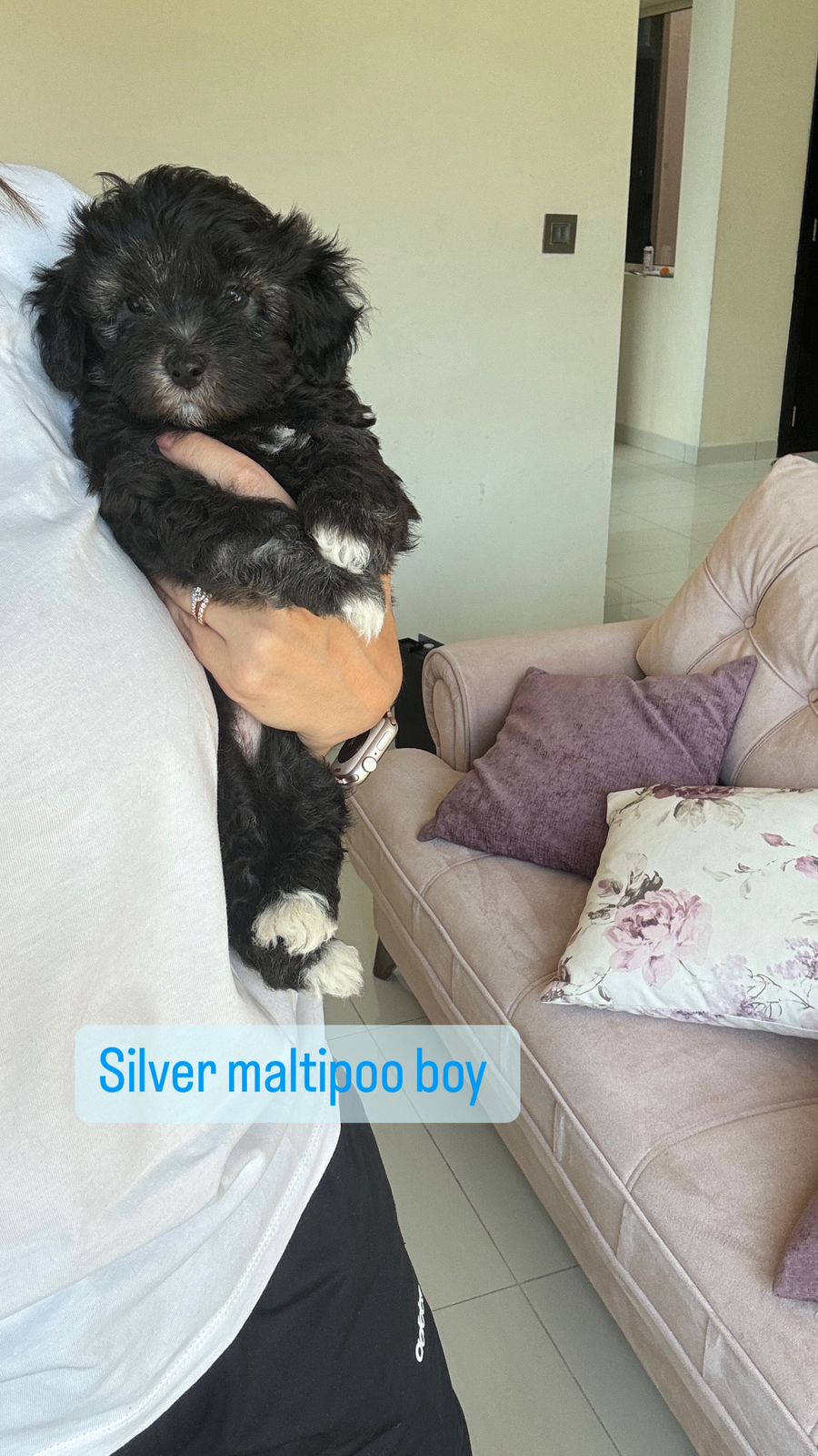 Silver Maltipoo boy