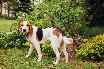 Artois Hound — Woofmastery.com