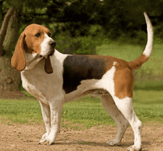 Artois Hound — Woofmastery.com