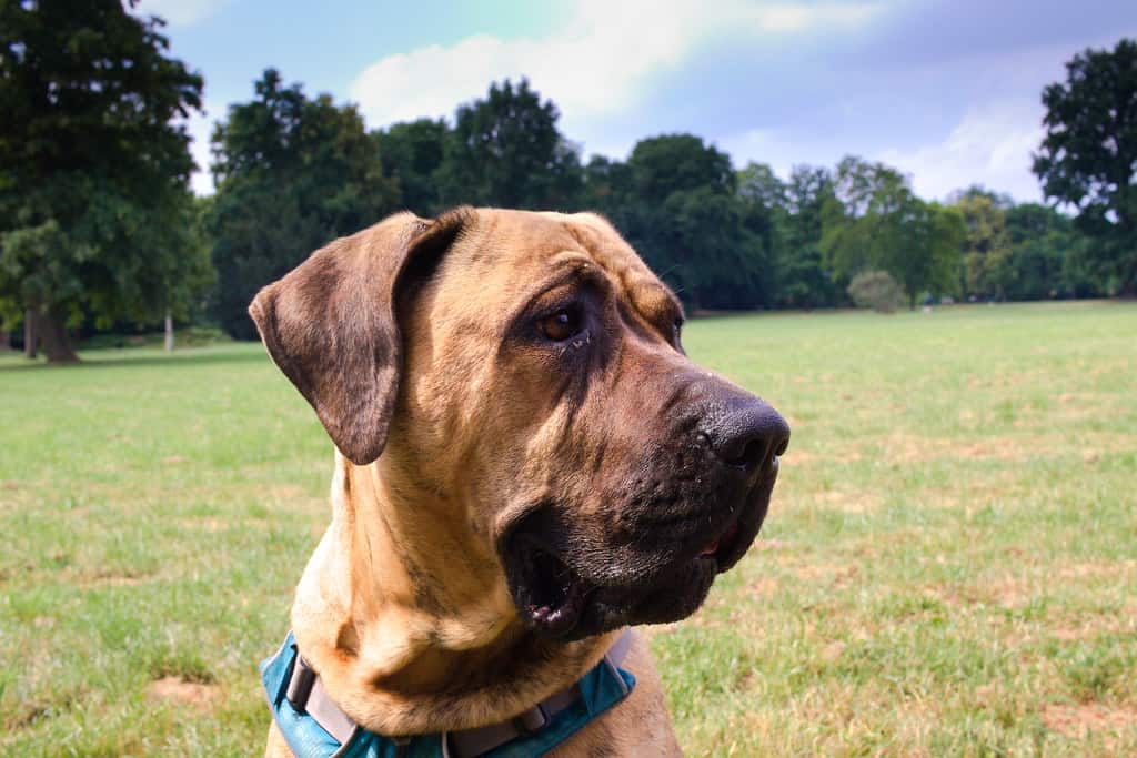 Japanese Mastiff: Mighty Guardian of Japan — Woofmastery.com