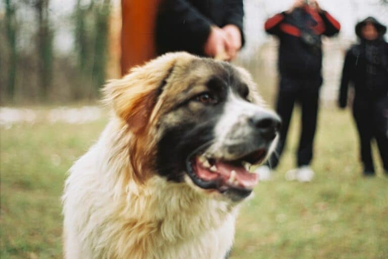 Bulgarian Karakachan Dog: Ancient Guardian Breed — Woofmastery.com