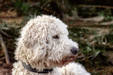 Pyredoodle: Unveiling the Perfect Blend of Pyrenees and Poodle ...