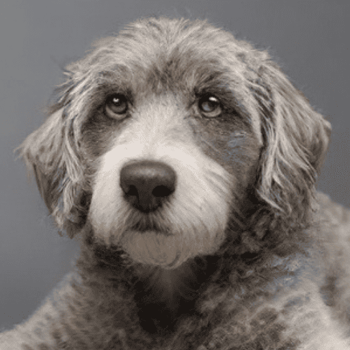Rottiedoodle: A Unique Crossbreed Dog