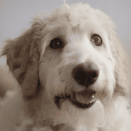 Pyredoodle: Unveiling the Perfect Blend of Pyrenees and Poodle ...