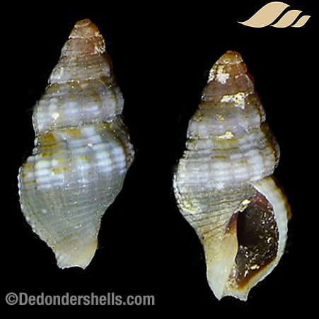 Euthria taeniopsoides 3 - De Donder Shells