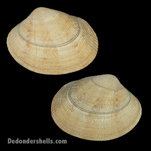 Ruditapes variegatus 4 - De Donder Shells