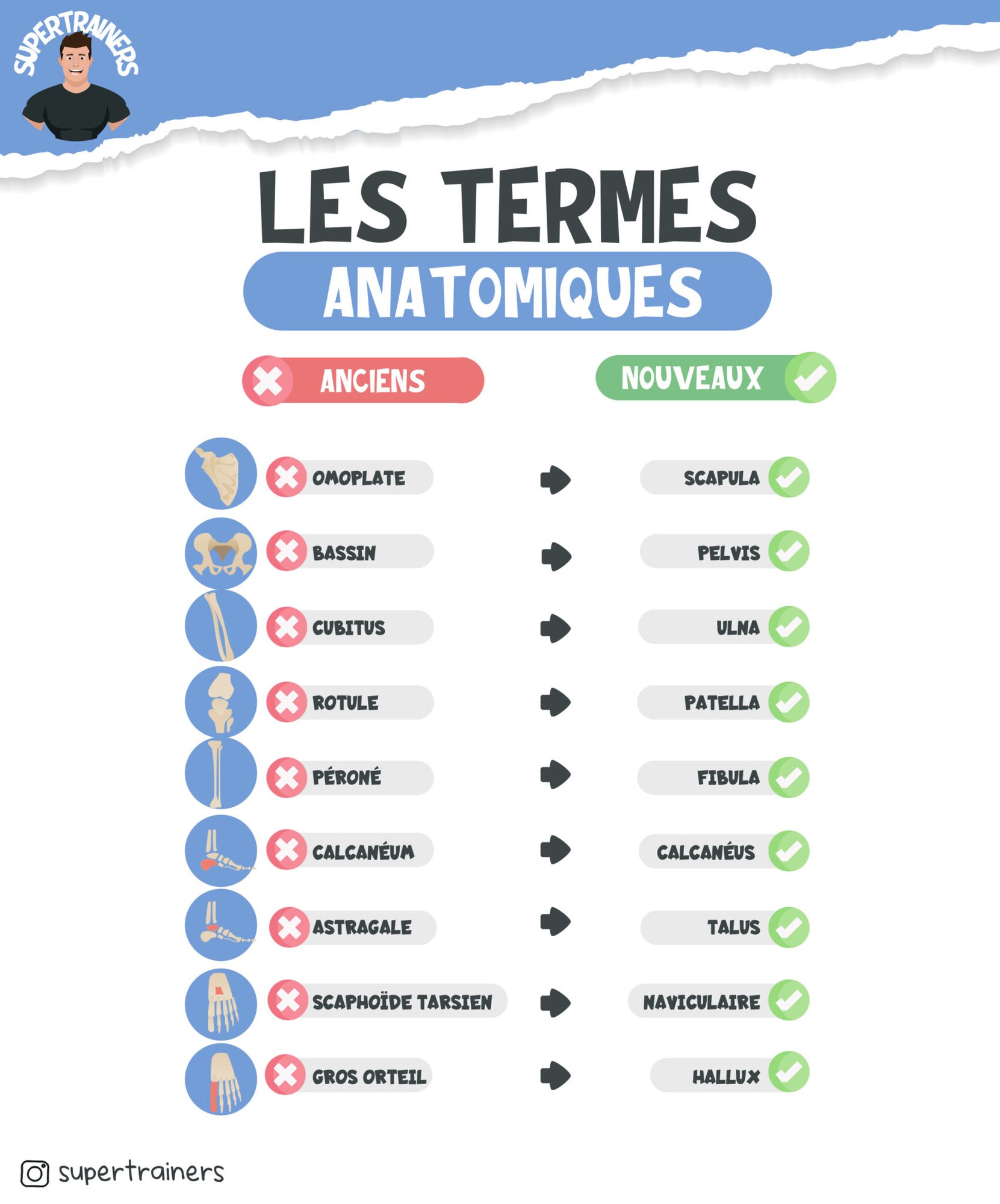 Nomenclature anatomique et évolution des termes en anatomie