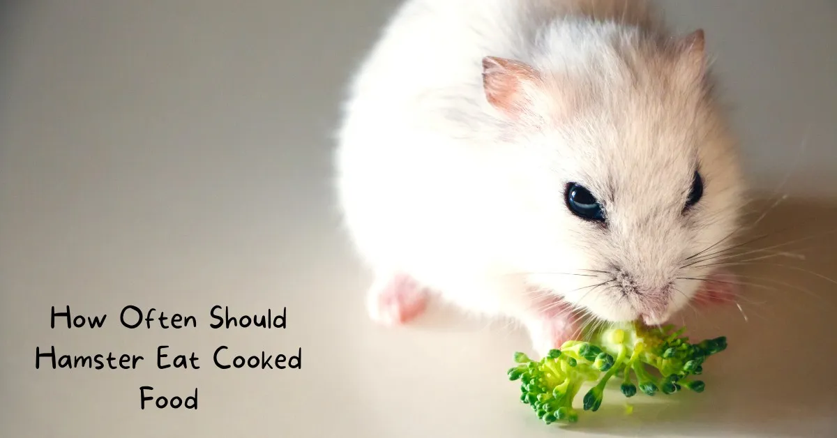 What Vegetables Can Hamsters Eat - Healthy food for hamsters