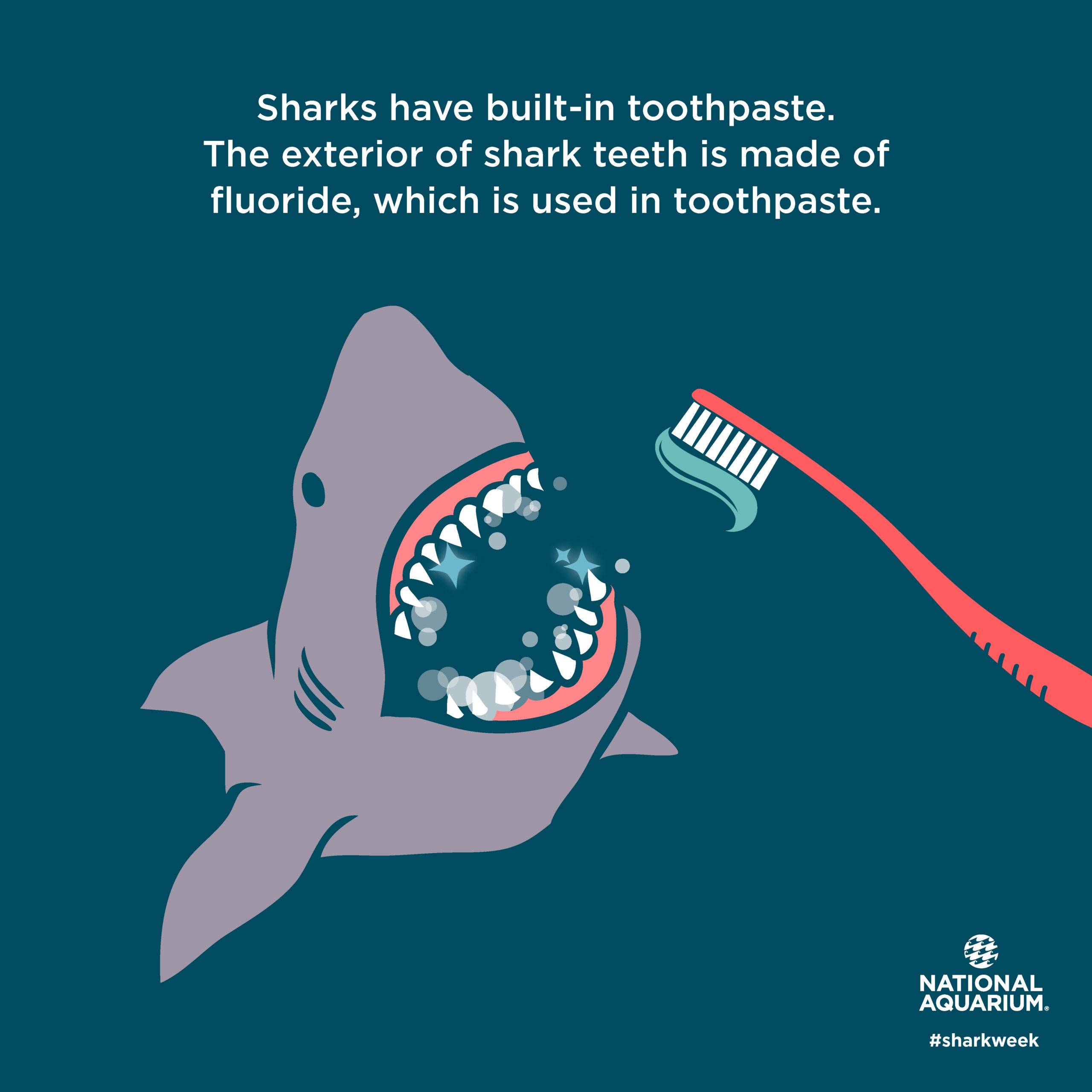 Sharks have built-in toothpaste which is used in toothpaste.