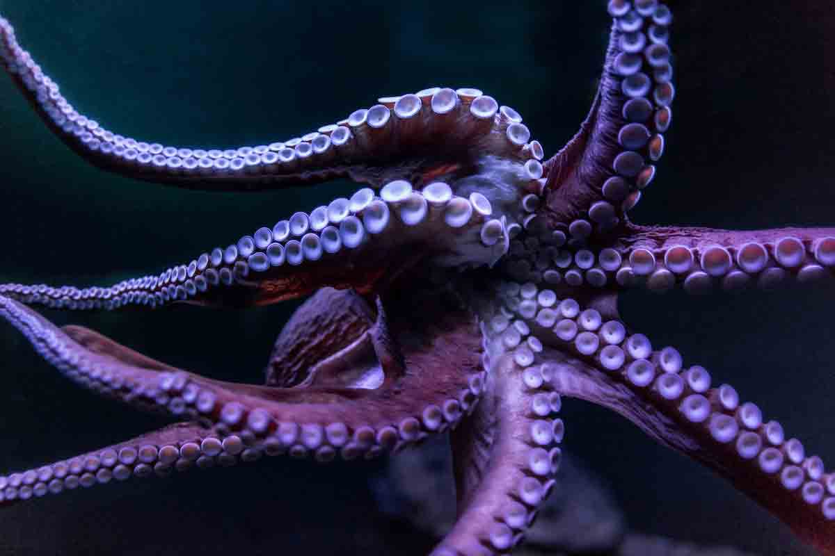 A close up of an octopus' tentacles.