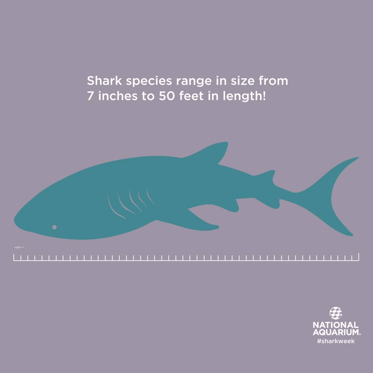 Shark species range in size from 7 inches to 30 feet in length.