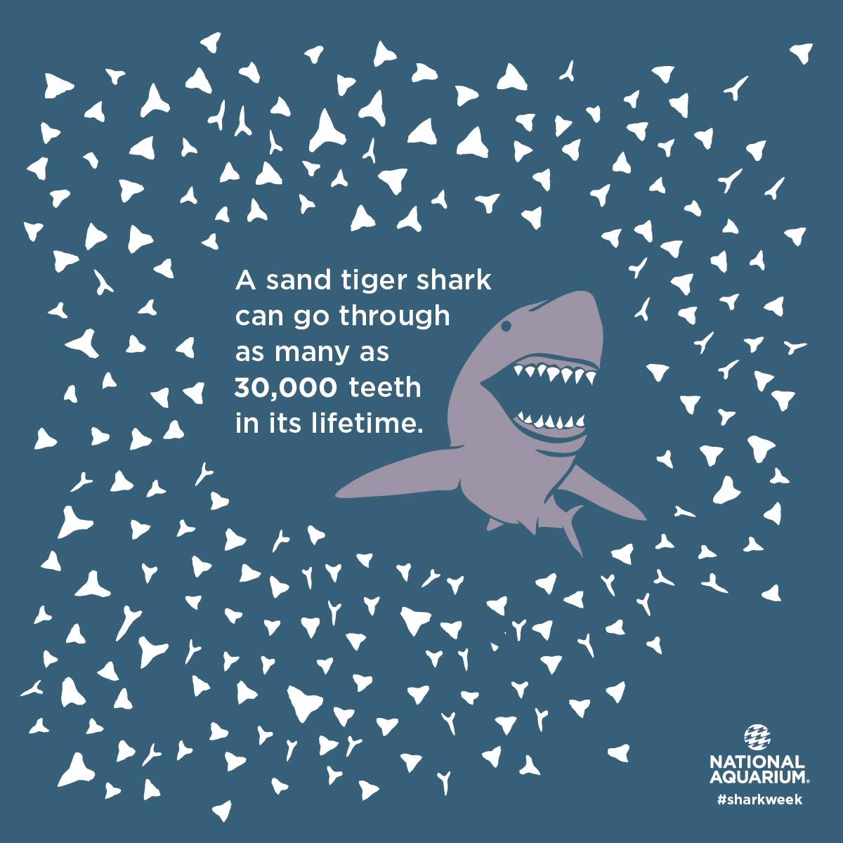 A shark with the words a tiger shark eats as many as 300,000 teeth in its lifetime.