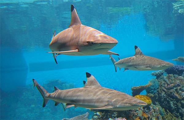 A group of sharks swimming in an aquarium.