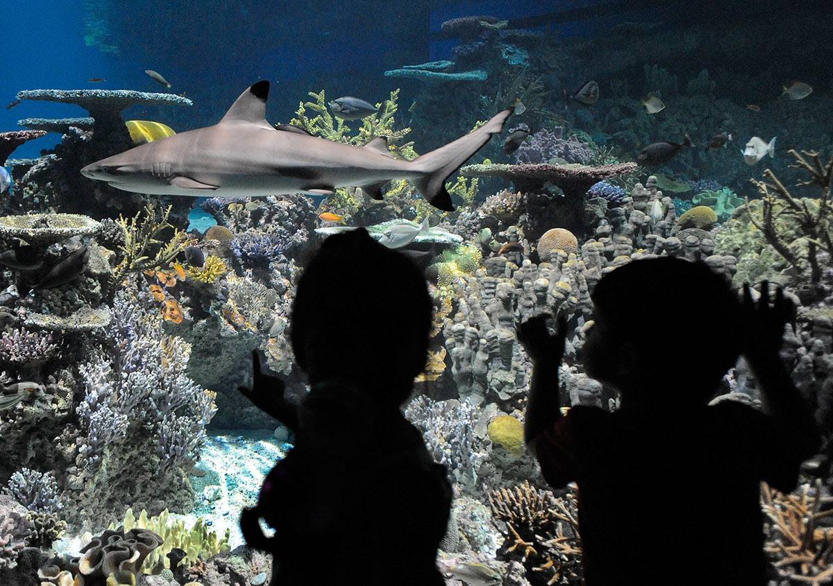 Two children look at a shark in an aquarium.