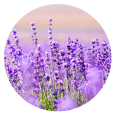 This essential oils is obtained by steam distillation of lavender blooms. We bring the best of nature's goodness to you, for the benefit of your mind, body and soul. <br>