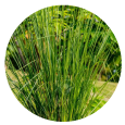 This essential oil is obatined by steam distillation of the  vetiver plant roots. We bring the best of nature's goodness to you, for the benefit of your mind, body and soul. <br>