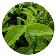 This essential oil is obtained by steam distillation of the tea tree leaves. We bring the best of nature's goodness to you, for the benefit of your mind, body and soul. <br>